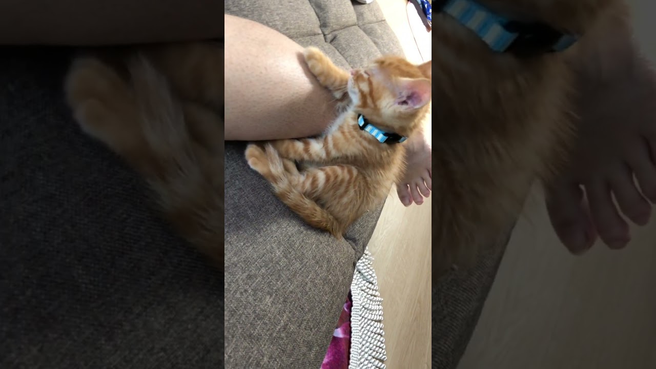【眠すぎて耐えれない】#むぎほ #ひーくん #子猫 #保護猫