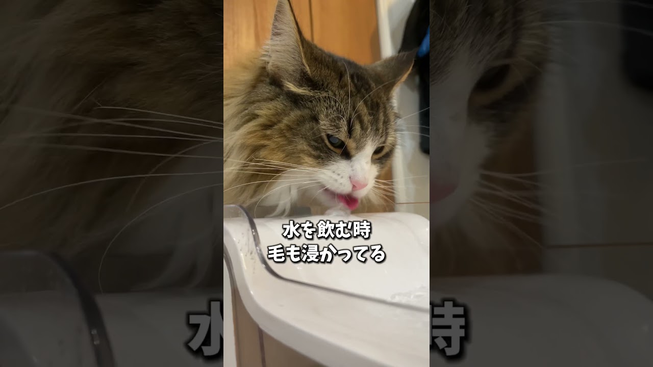 長毛種あるある、みんなも教えて〜！　#cat #猫 #ノルウェージャン #ノルウェージャンフォレストキャット #北欧猫