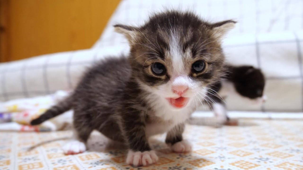 ミルクを待ちきれない子猫たちがママを登ってミルクを急かす？【赤ちゃん猫　保護猫】