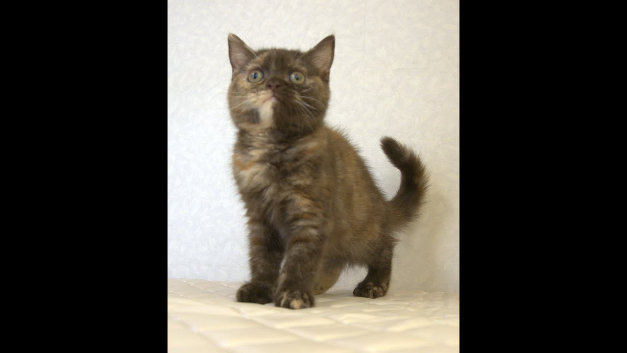 ブリティッシュショートヘアー子猫　British Shorthair　2025.3.20産まれ　チョコトーティー　女の子　シーダキャット猫のお店