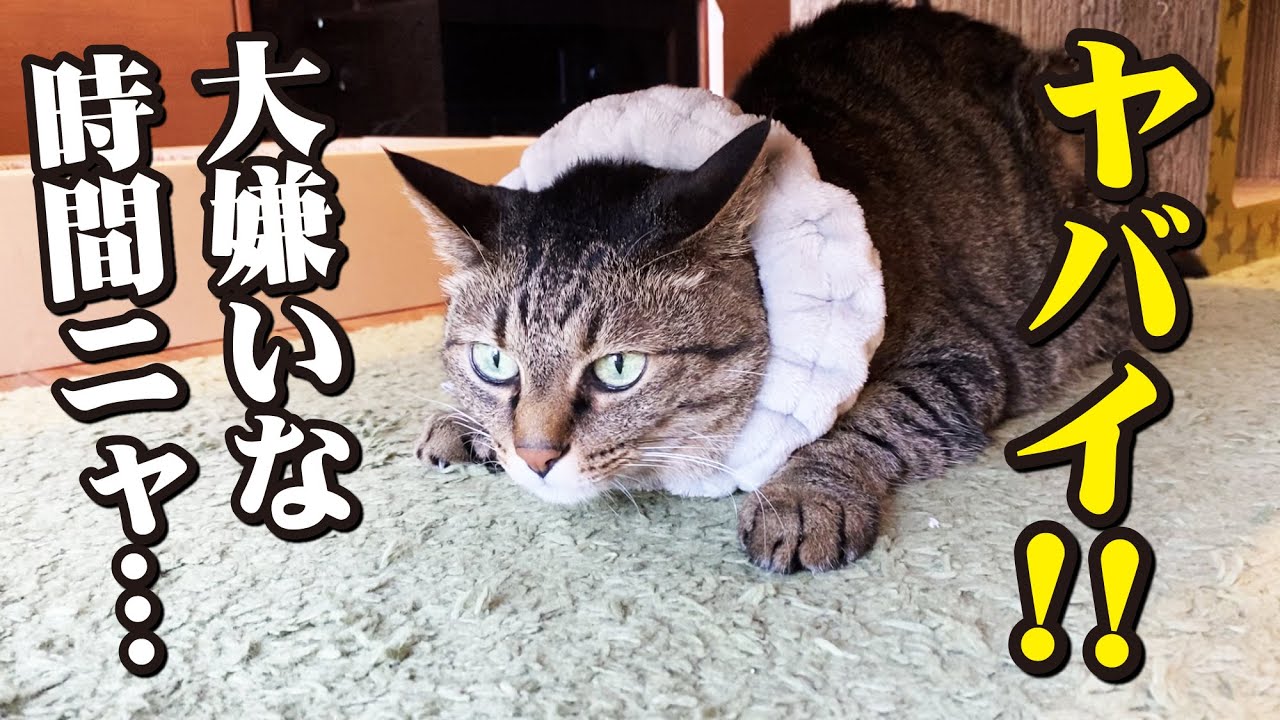 換毛期の４匹の猫たちとの悪戦苦闘のブラッシング大作戦！
