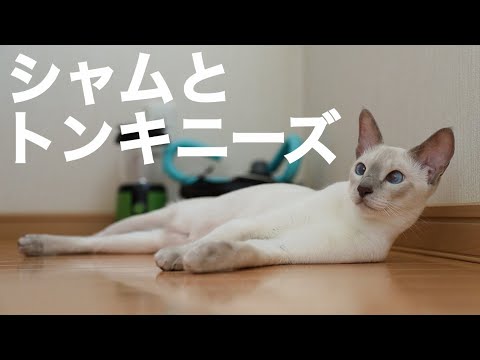 シャムとトンキニーズ/我が家の愛猫達を紹介します