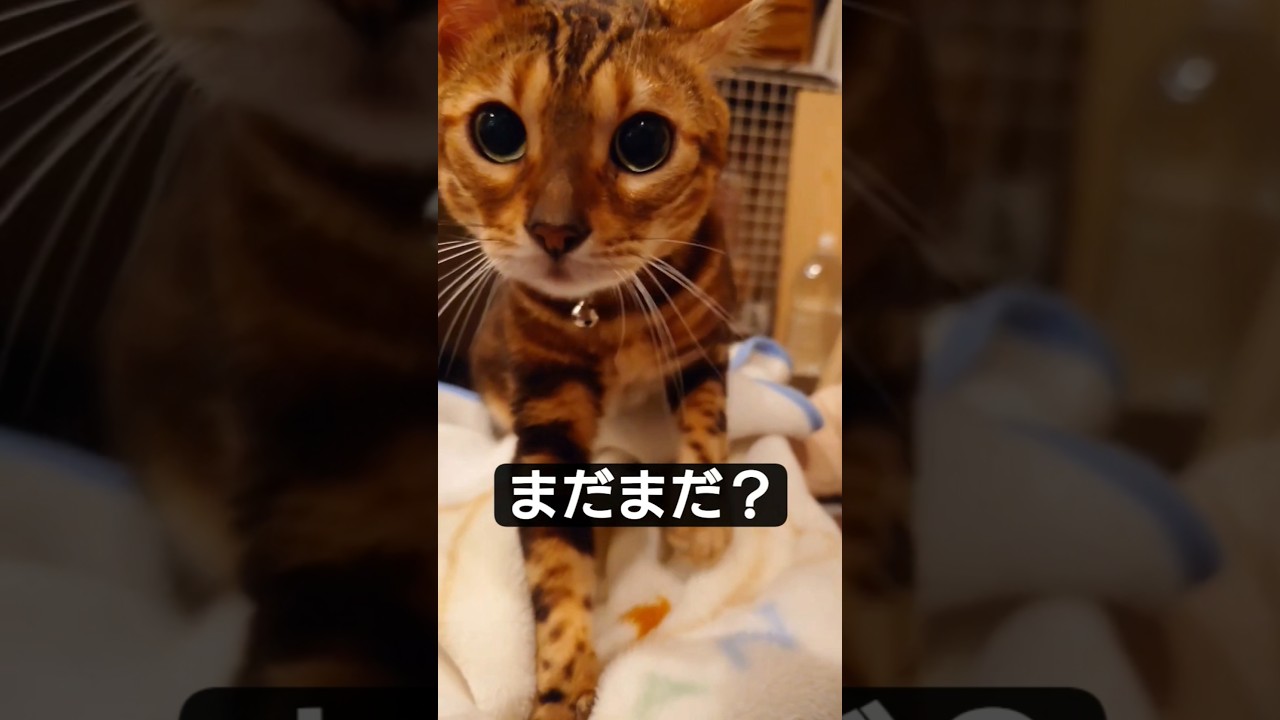【まだまだ？おやつ〜甘え上手な猫(⁠人⁠ ⁠•͈⁠ᴗ⁠•͈⁠) #cat #ベンガル #保護猫 #猫の仕草 　 #猫のいる暮らし #ねこの動画