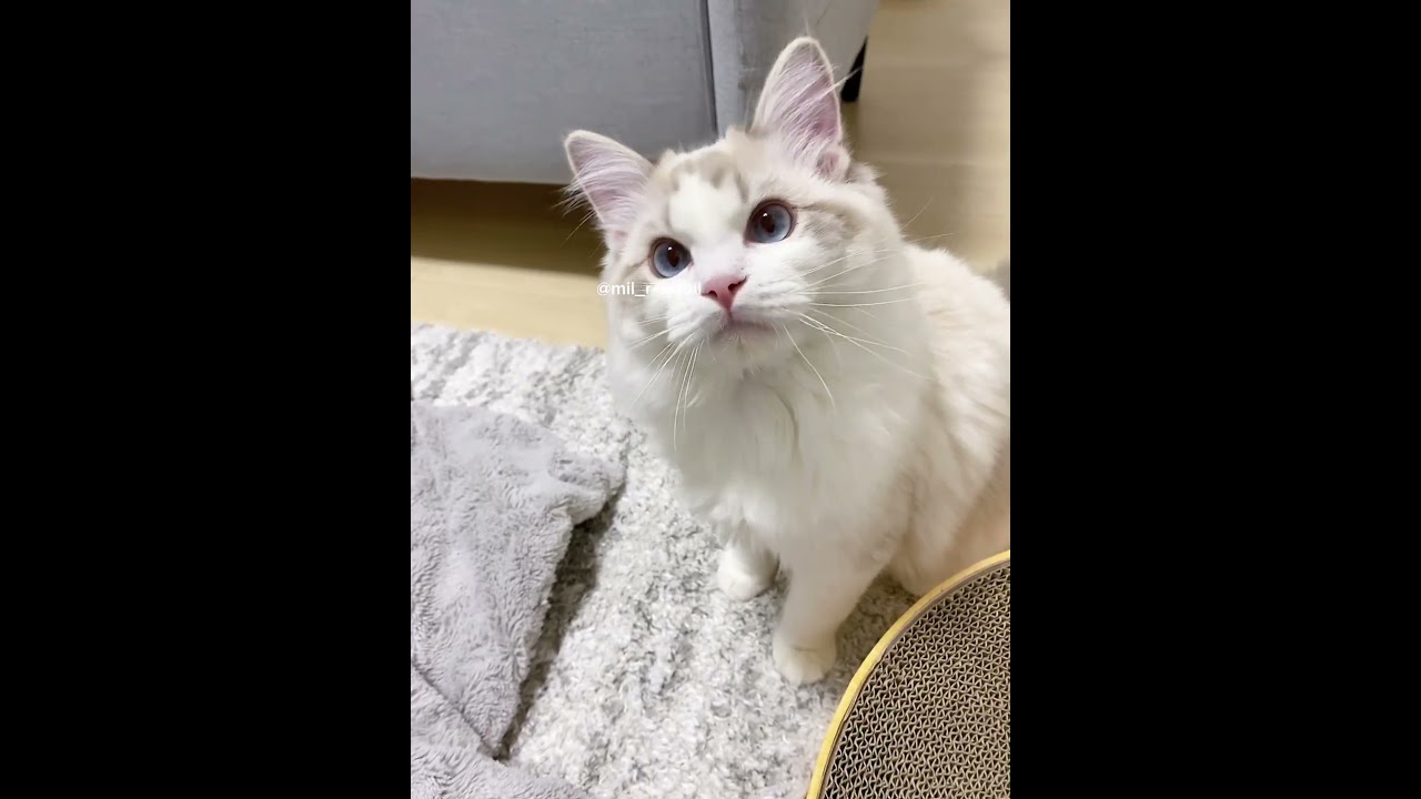 頭ポン🐈🐾🤍 #ragdoll #猫のいる暮らし #ラグドール #Kitty #neko