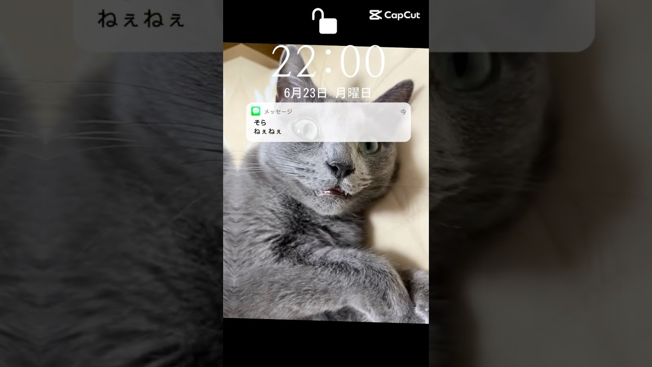 【猫ロシアンブルー】そらちゃんからLINEきたー❤️ #shorts #russianblue #ロシアンブルー #かわいい猫 #可愛い猫