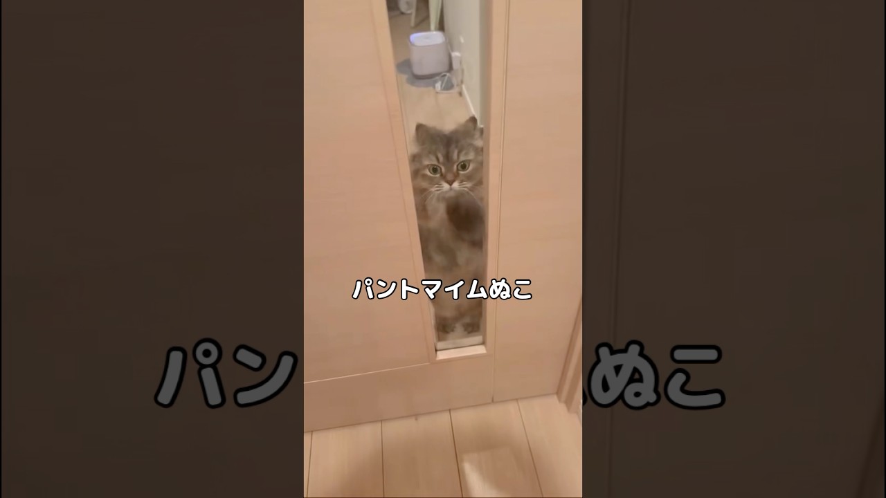 パントマイムする猫が可愛すぎるwww #パントマイム #マンチカン #マンチカン短足