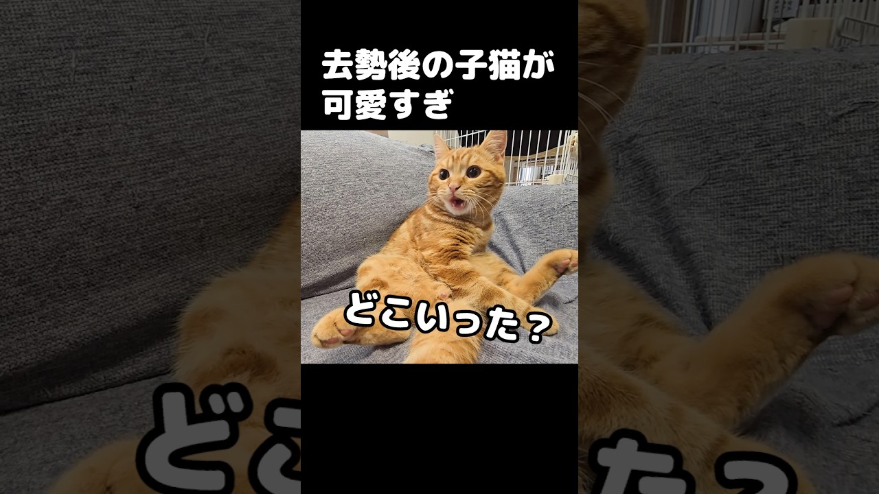 去勢後の子猫が可愛すぎ...