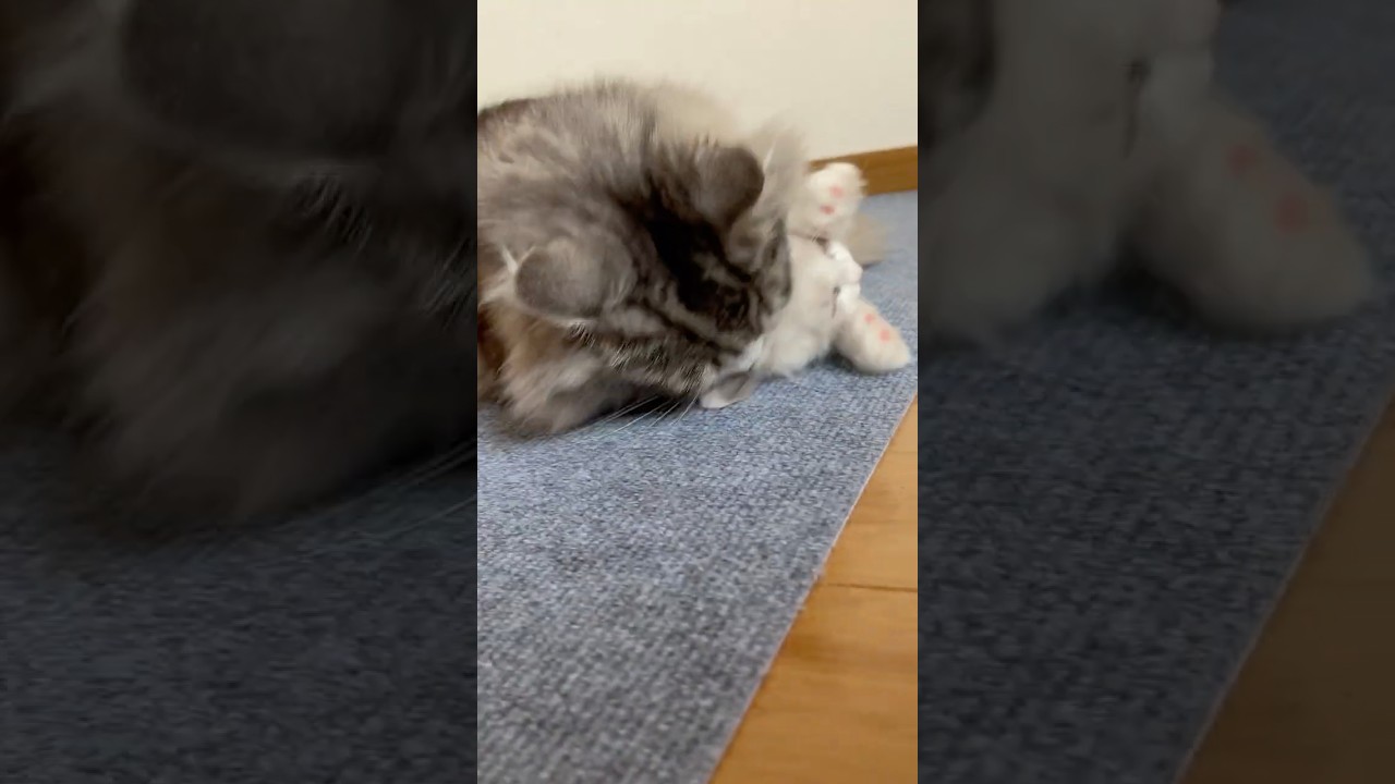 家族になって1週間💓‪ ‪#ラグドール #ラグドール子猫 #猫のいる暮らし #animals #cat #shortvideo #ねこ #baby #子猫 #短足リオン #ragdoll