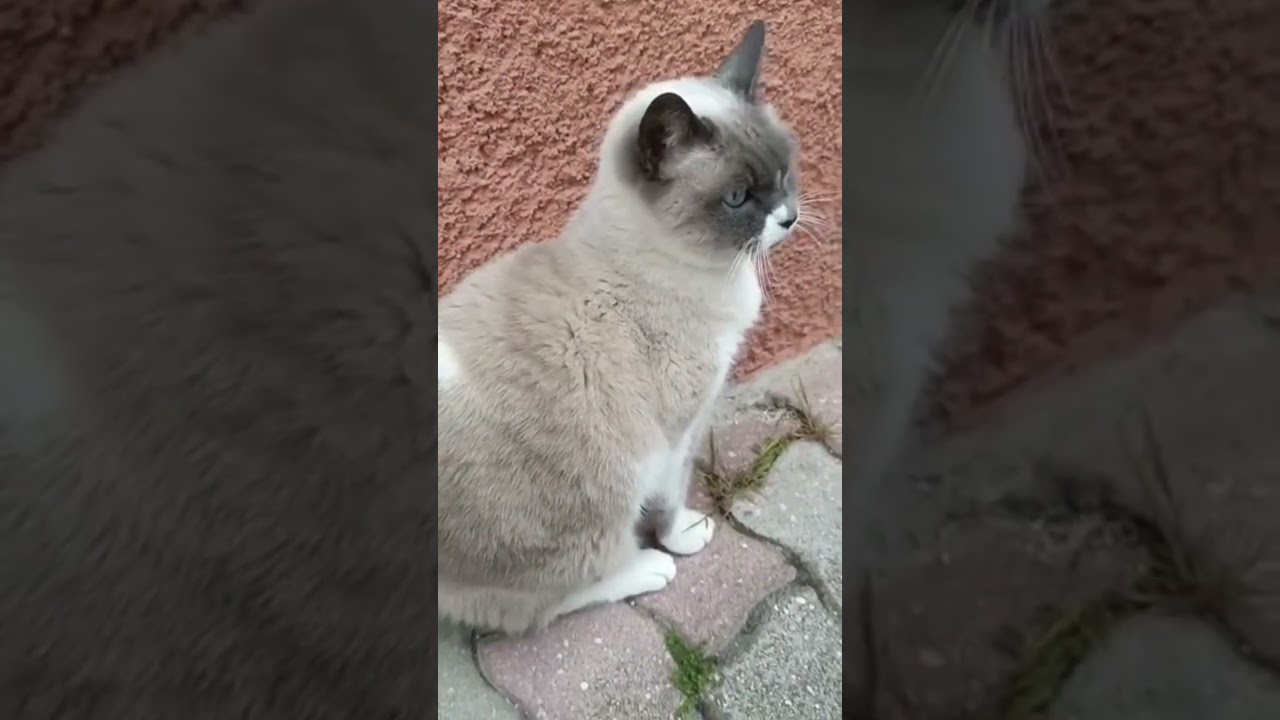 道端に現れた高貴なツンデレ猫（バーマン系ミックス？） / The Elegant Tsundere Cat on the Street (Birman Mix?)