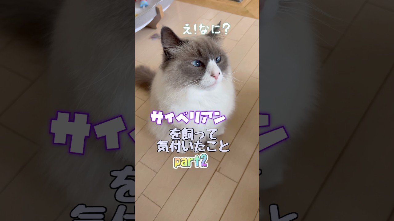 サイベリアンを飼って気付いたことpart2 #shorts #サイベリアン #cat