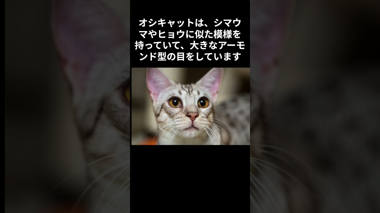 猫オシキャットはペットとして理想的　なつくのも速いし飼いやすい、それに人気のある賢い猫！となれば人気の高いのも分かりますよね  #shorts  #ねこ　#オシキャット #cat