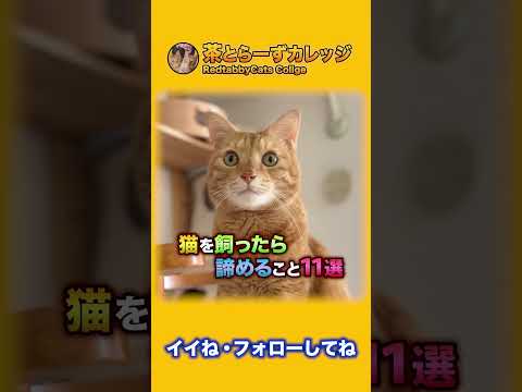 猫を飼ったら諦めること11選 #Shorts