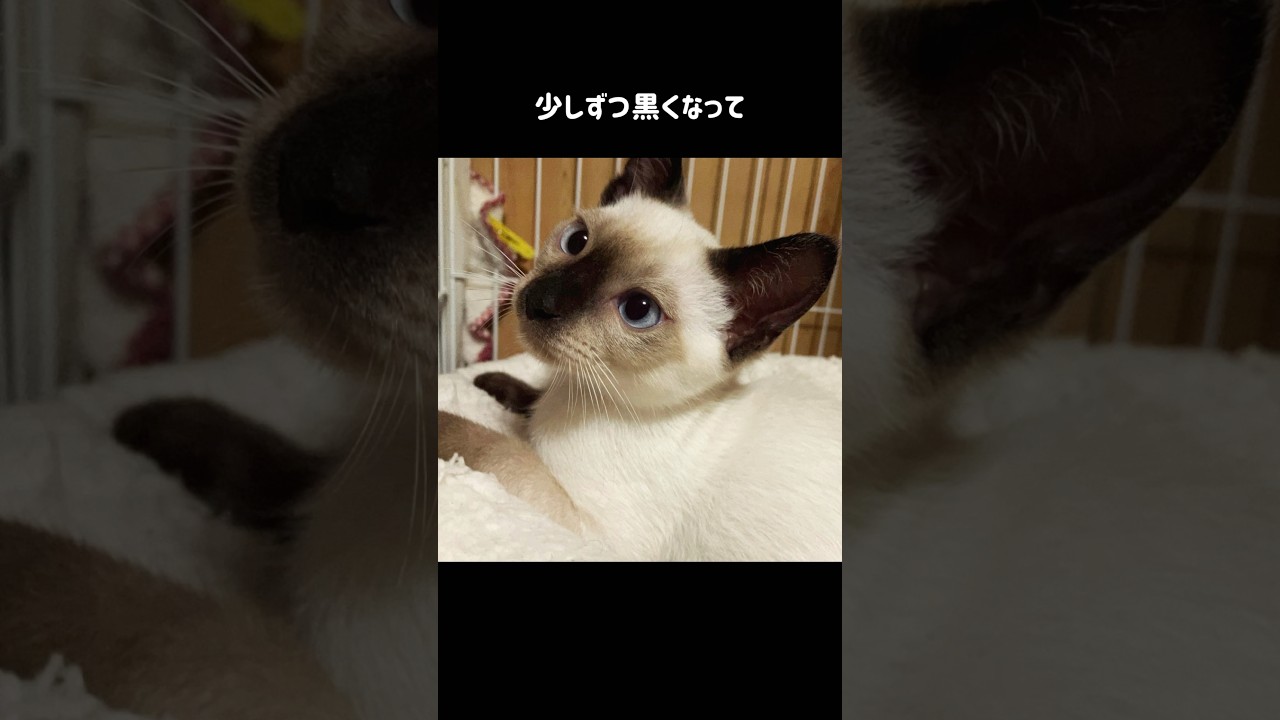 ボンネットの中にいた子猫を緊急保護。一年後の姿がこちらです。