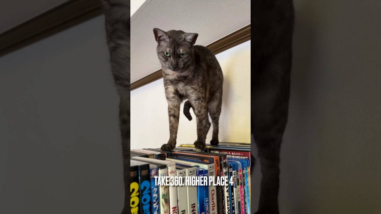 #ご機嫌ななめ猫 は#高い場所 に移動するにゃ❗️んもう #シャコアゲ って笑うのやめてにゃ‼️#エジプシャンマウ #猫の気持ち #egyptianmau #shorts