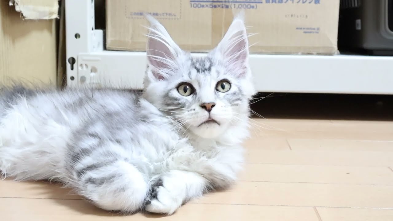 シルバーの格好良いメインクーン男子2時君
