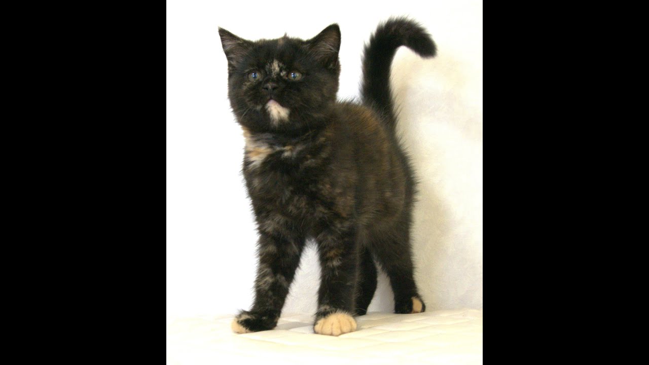 ブリティッシュショートヘアー子猫　British Shorthair　2025.3.20産まれ　トーティーシェル　錆び猫　サビねこ　女の子　シーダキャット猫のお店