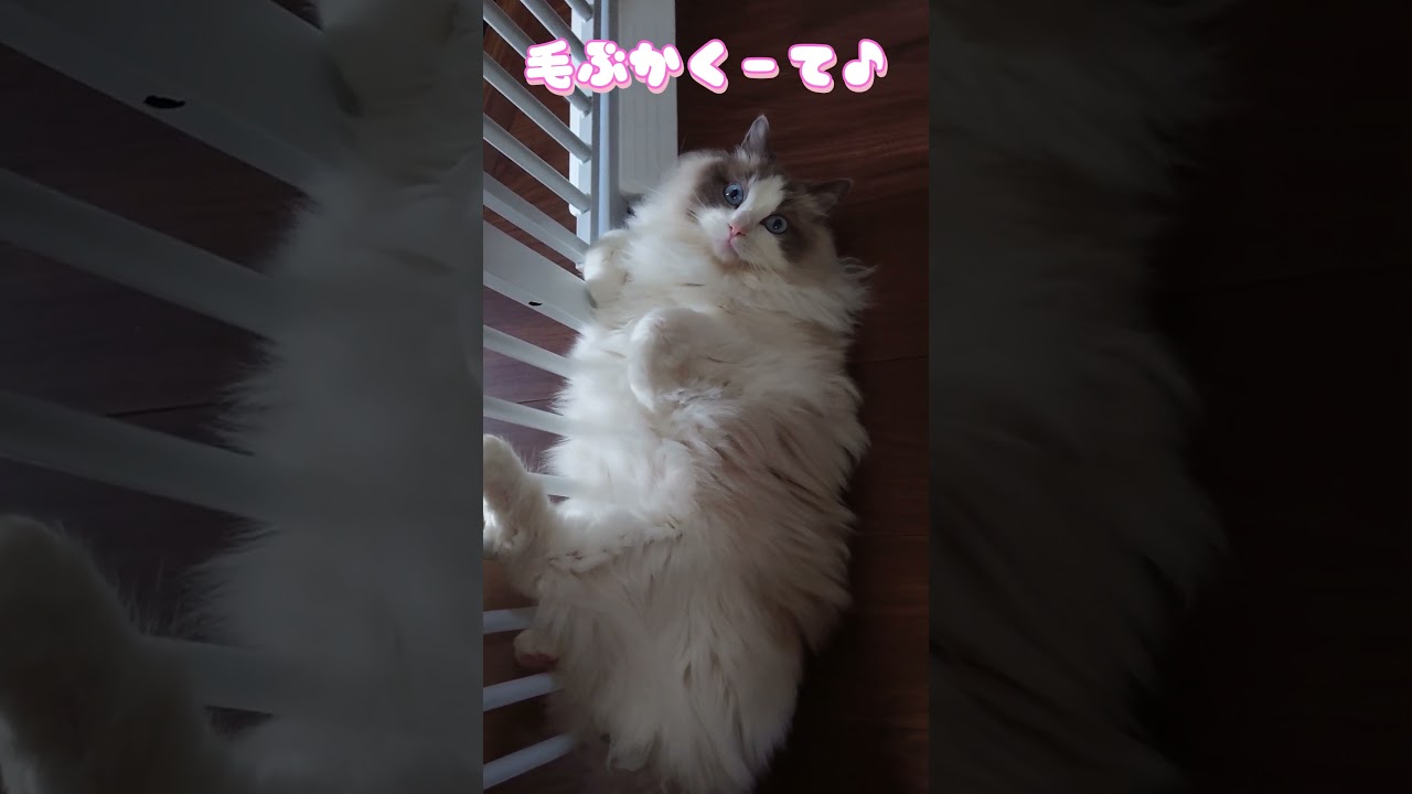 毛深い猫ちゃん #cat #ラグドール#可愛い猫