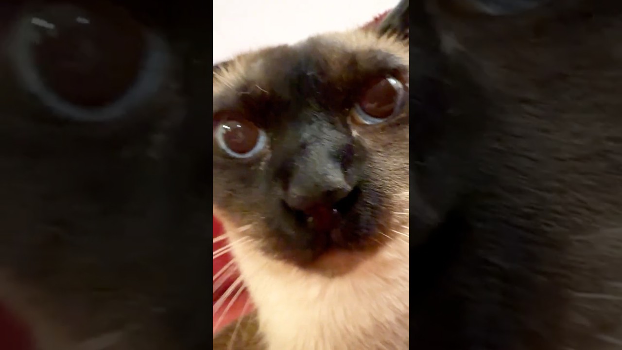 盛大にゴロゴロ言ってスリスリしてくるたぬき猫なのにゃ♪ #cat #トンキニーズ#たぬき猫#tonkinese