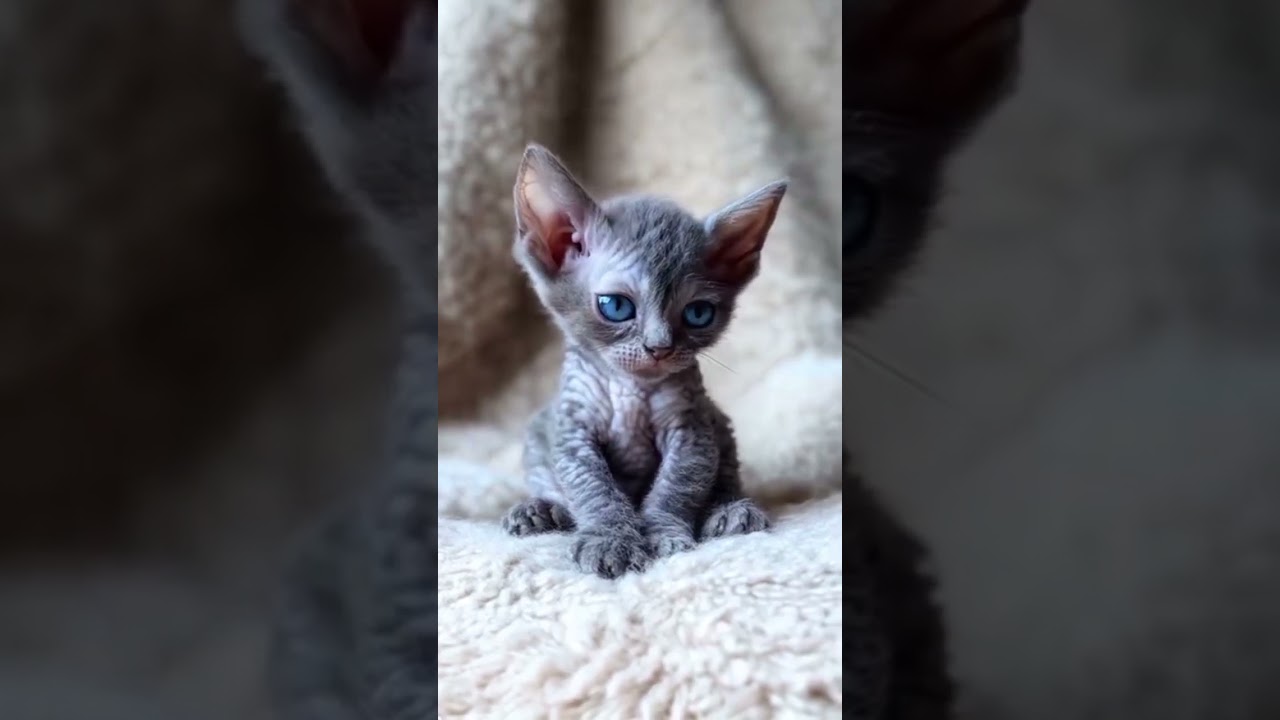 Cute cornish rex kitten 🐈‍⬛miracle 🐱🥰 #cat #kitten #catlover #kittensofinstagram #love #viralvideo