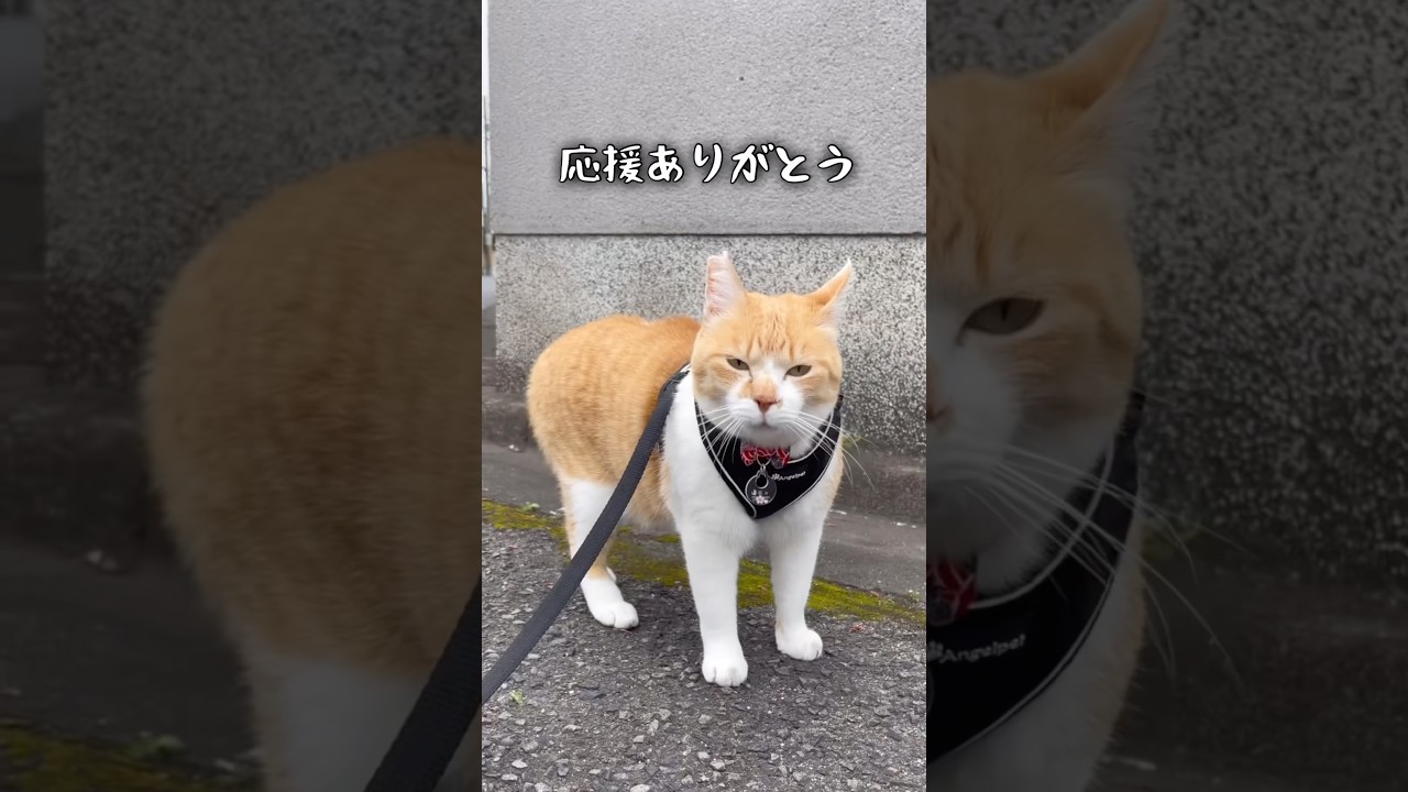 推し猫グランプリ第一位 #元野良猫チャチャ #猫武将 #ネコ #ねこ #猫 #保護猫 #cat #チャチャ