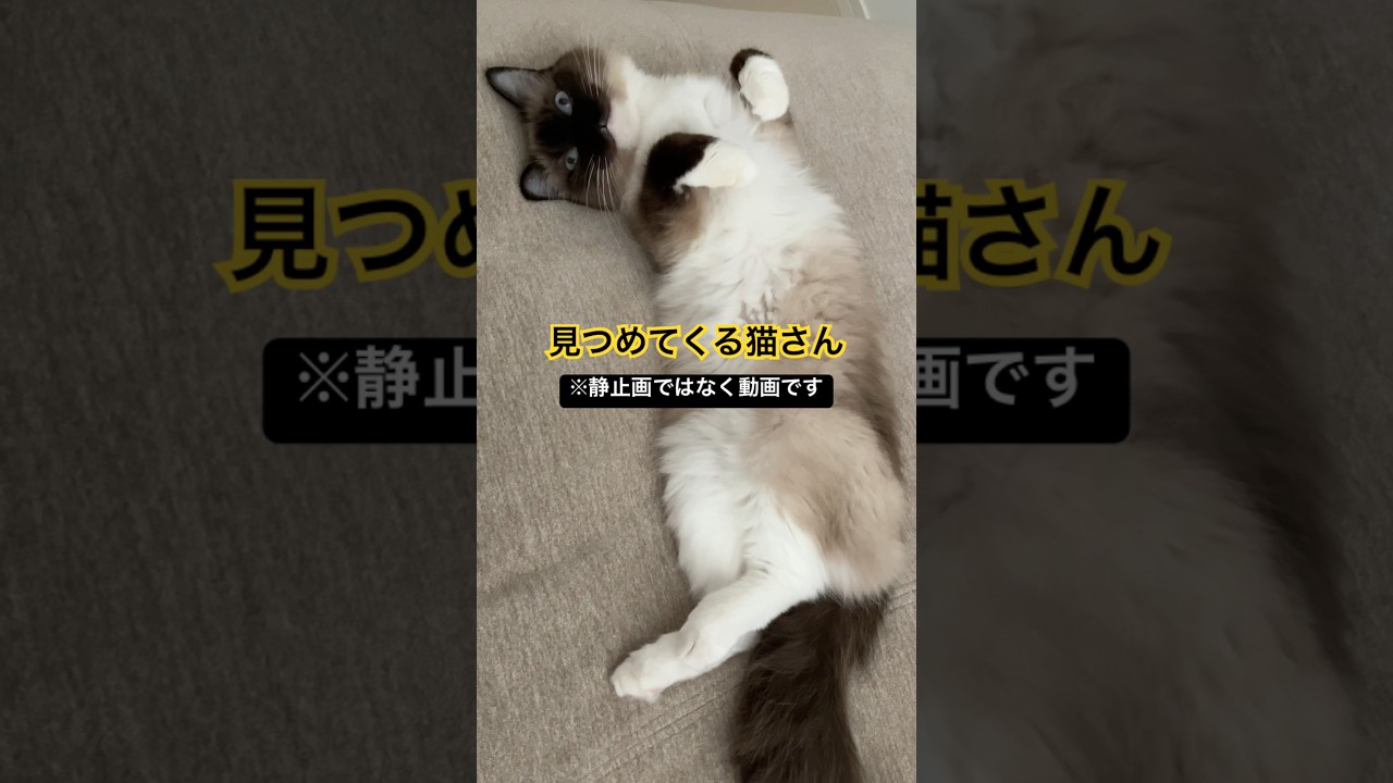 見つめてくる猫さん #ragdolls #cats #cutecat #shorts #ラグドール #猫のいる暮らし #猫動画 #ショート