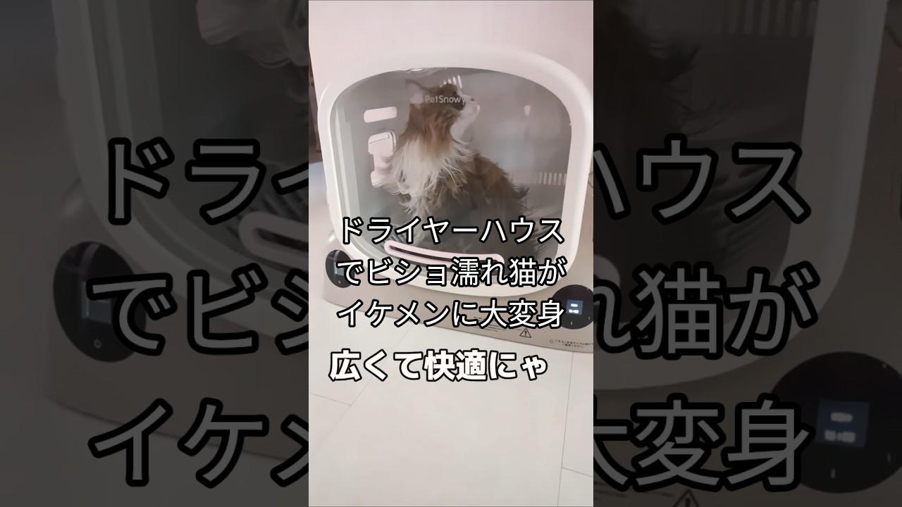 ドライヤーハウスでイケメンに大変身したラガマフィン#shorts #short #cat#ショート#ショート動画#猫動画#ラガマフィン#ミヌエット#ラグドール#petsnowy