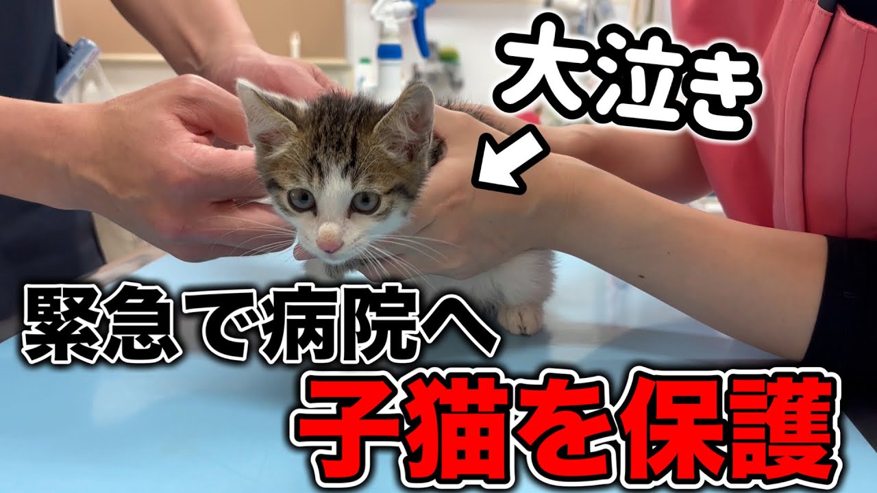 【血液検査】保護した子猫を病院に連れて行ったら大鳴き