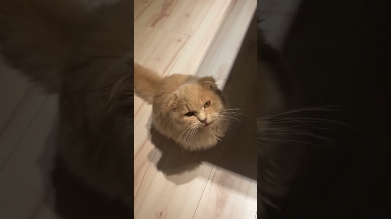 【何かを伝えたいねこ】スコティッシュフォールドロングヘアー