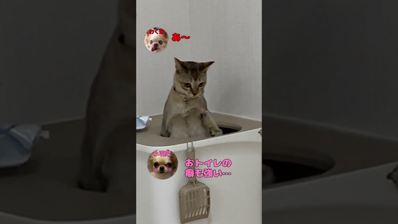 シンガプーラの月香ねーさん　#shorts #cat #dog