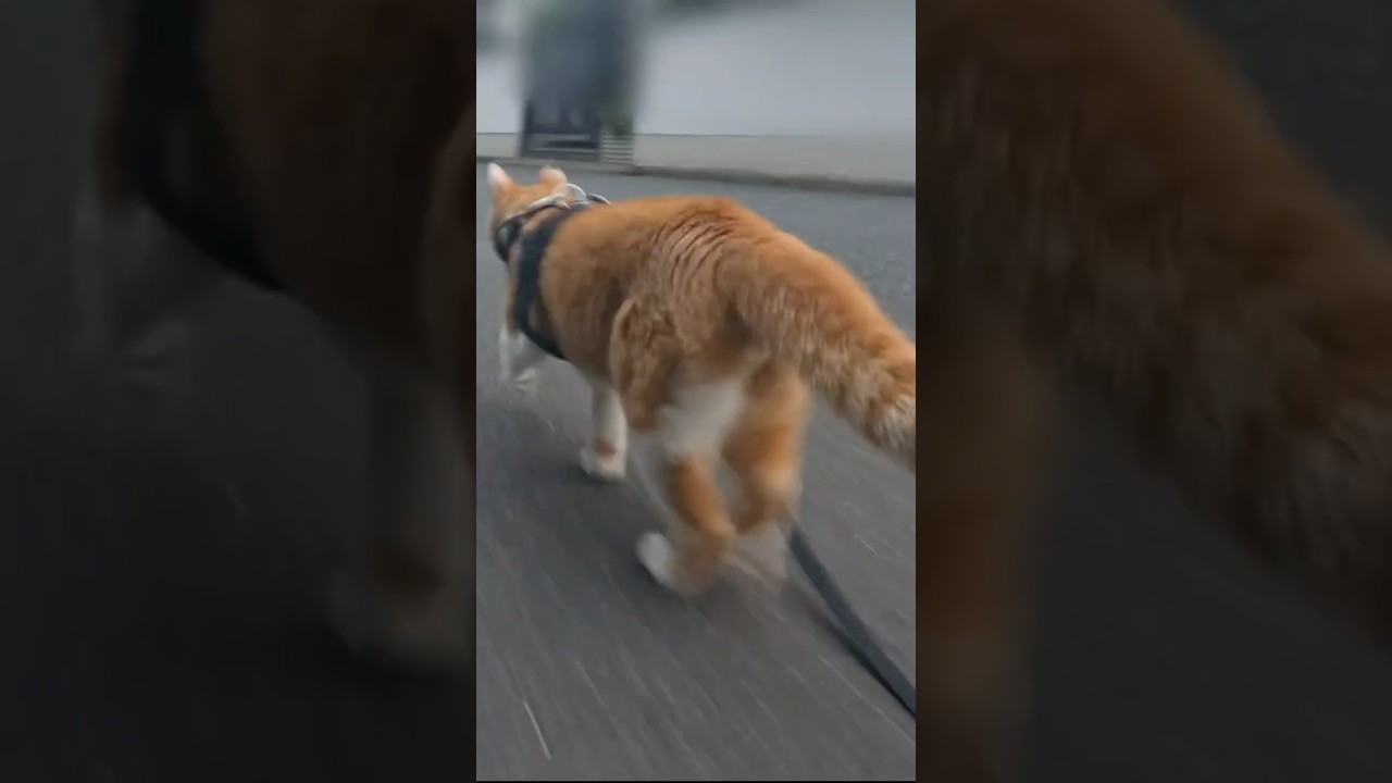 猫を爆速で追っかける猫#元野良猫チャチャ #猫武将 #ネコ #ねこ #猫 #cat #チャチャ