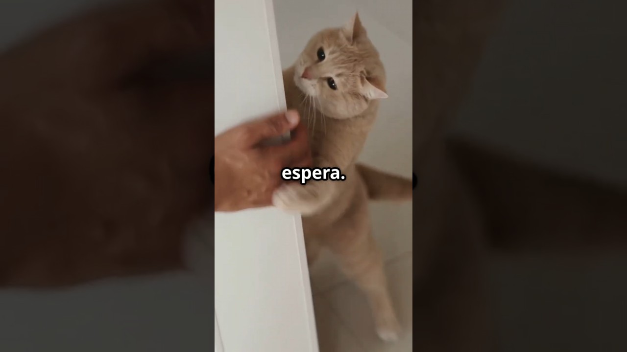 🐾"5 Ventajas de Tener un Gato" #gatos