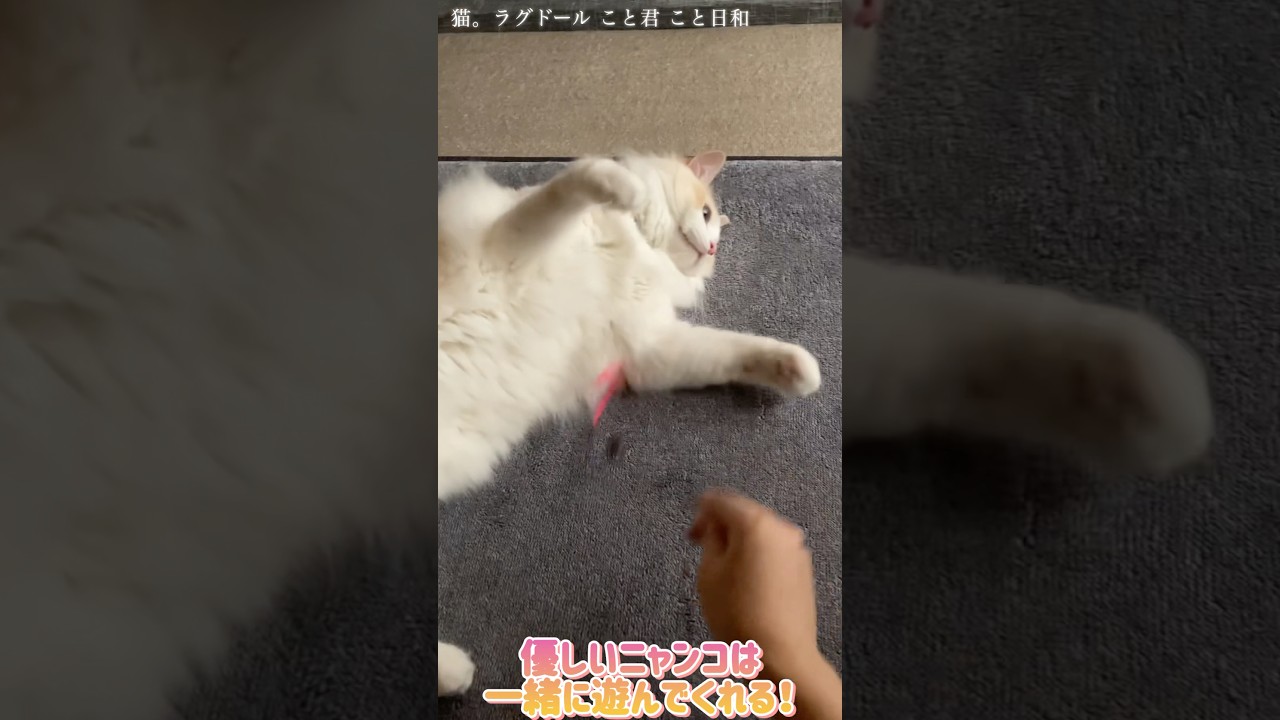 猫。優しいニャンコは一緒に遊んでくれる！#shorts