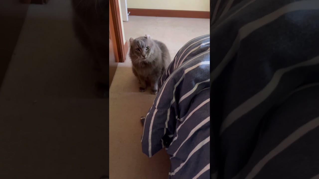お腹空いた #ねこ動画 #アメリカンカール #catshorts