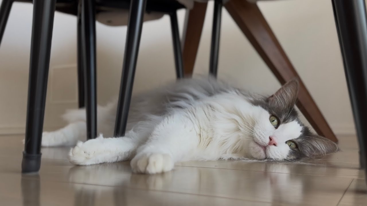 長毛猫には厳しい季節がやってきました【メインクーン】