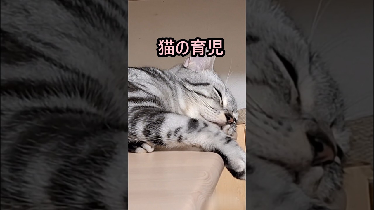 ｢#アメショの男の子 キリアンの日常 呼んでも全然来ないくせに｣＃shorts #アメリカンショートヘアー ＃猫 #cat ＃ねこ ＃猫癒し