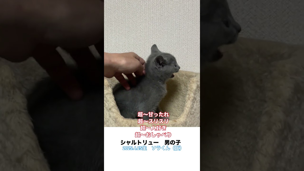 #shorts 【人たらし猫】にまっしぐら !? シャルトリュー男の子