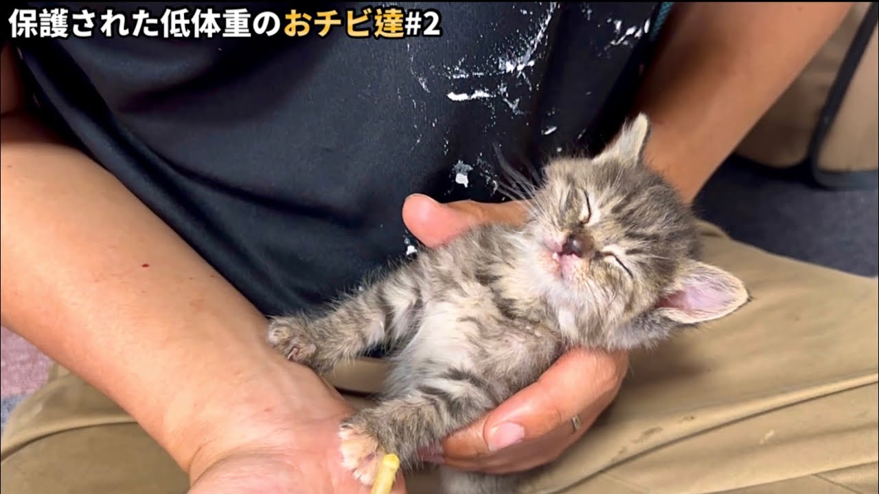 ミルクで大満足の子猫がこうなりました。