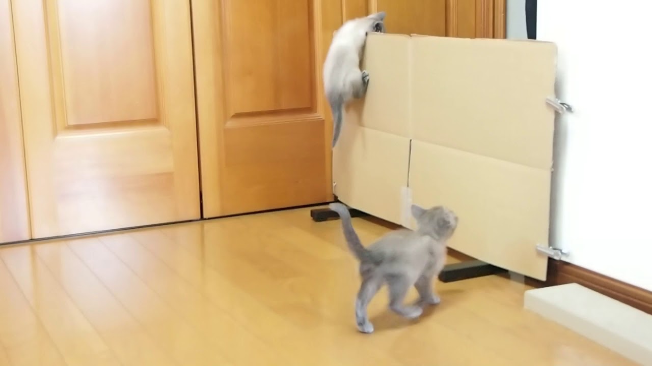 猫動画　トンキニーズ子猫の可愛すぎる崖登り90度！