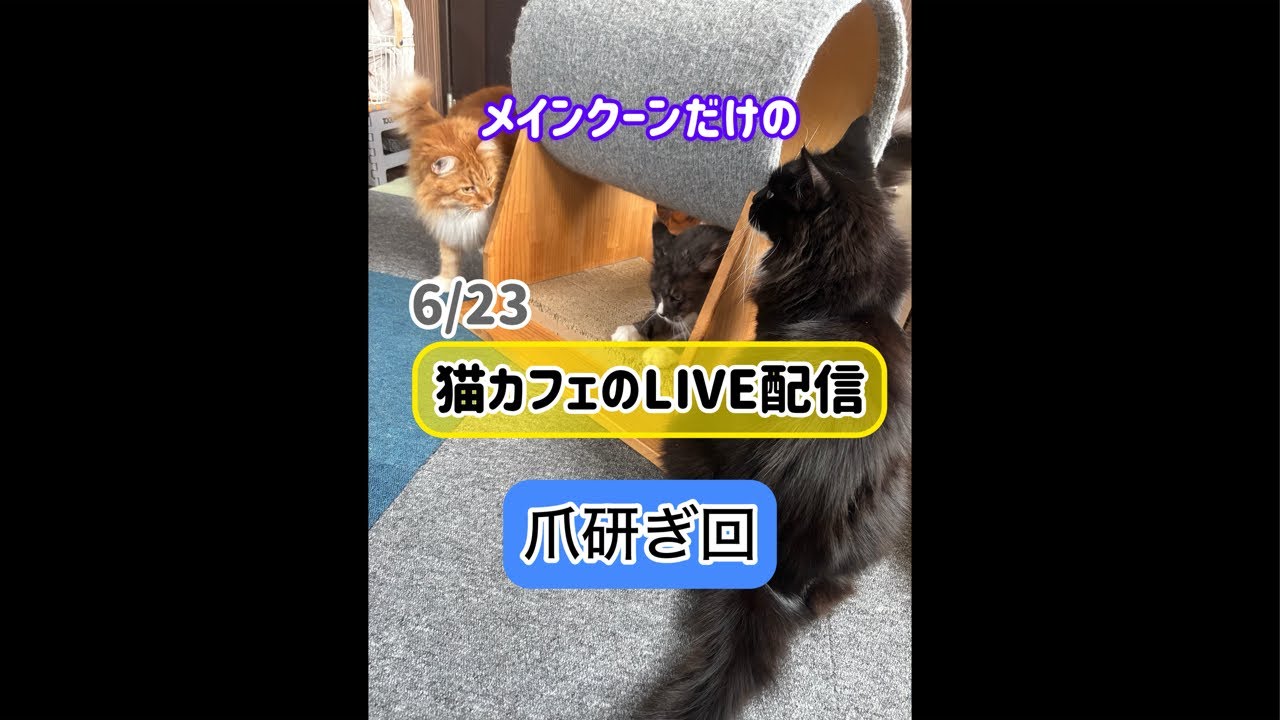 メインクーンだけの【猫カフェのLIVE配信】〜猫様はどうして爪とぎをするのか？〜#cat #cooncat #もふもふ