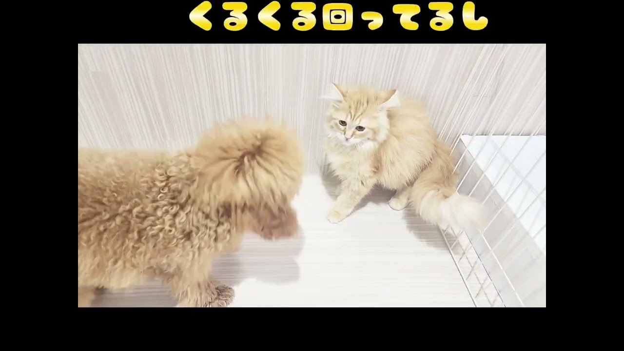 【サイベリアン&トイプー】ふたりはなかよし！ショート