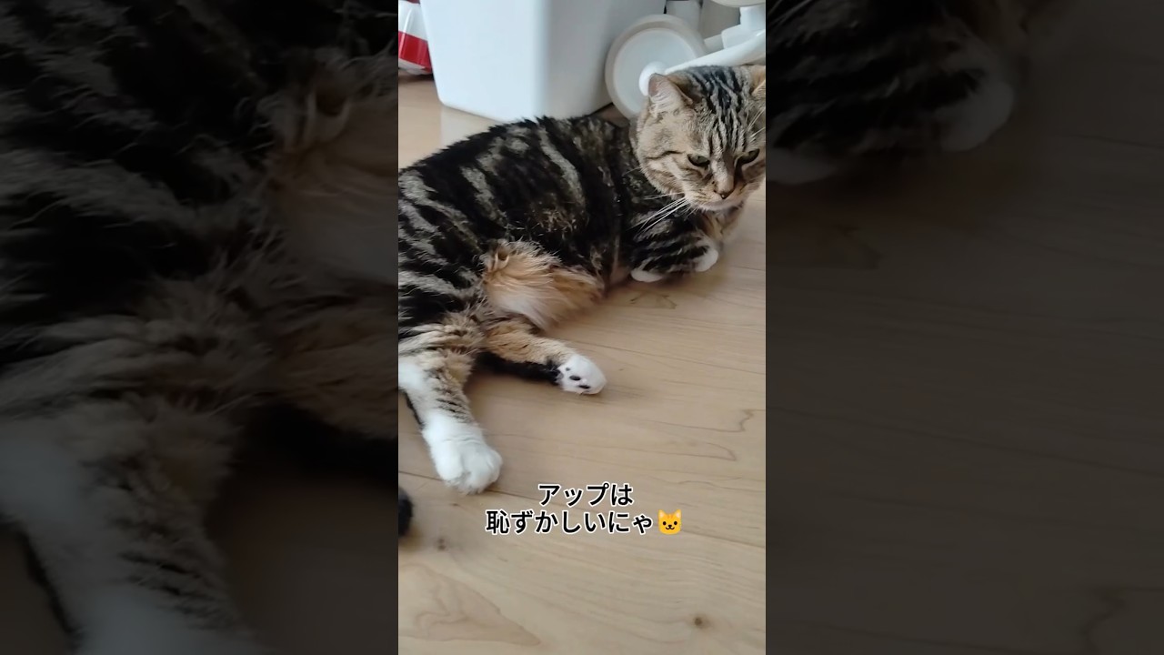 アップは恥ずかしいにゃ🐱 #マンチカン #猫 #猫のいる暮らし #おはよう #可愛い