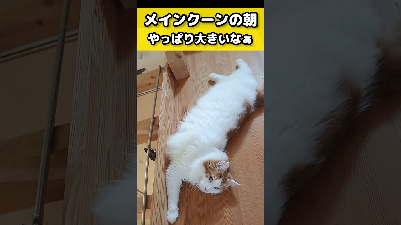 メインクーン、朝の日常 #猫のいる暮らし #猫 #メインクーン #cat #mainecoon #catlover​  #catshorts​ #cute​ #cutecat​ #fyp​