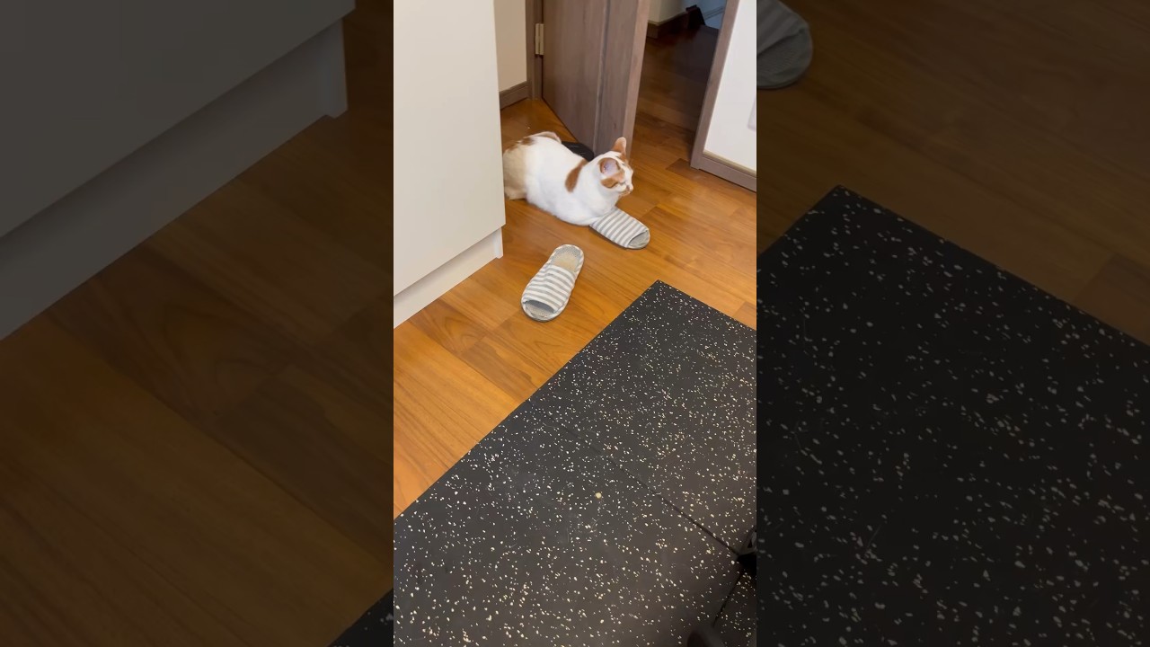 拗ねる猫 #cat #日本猫 #保護猫