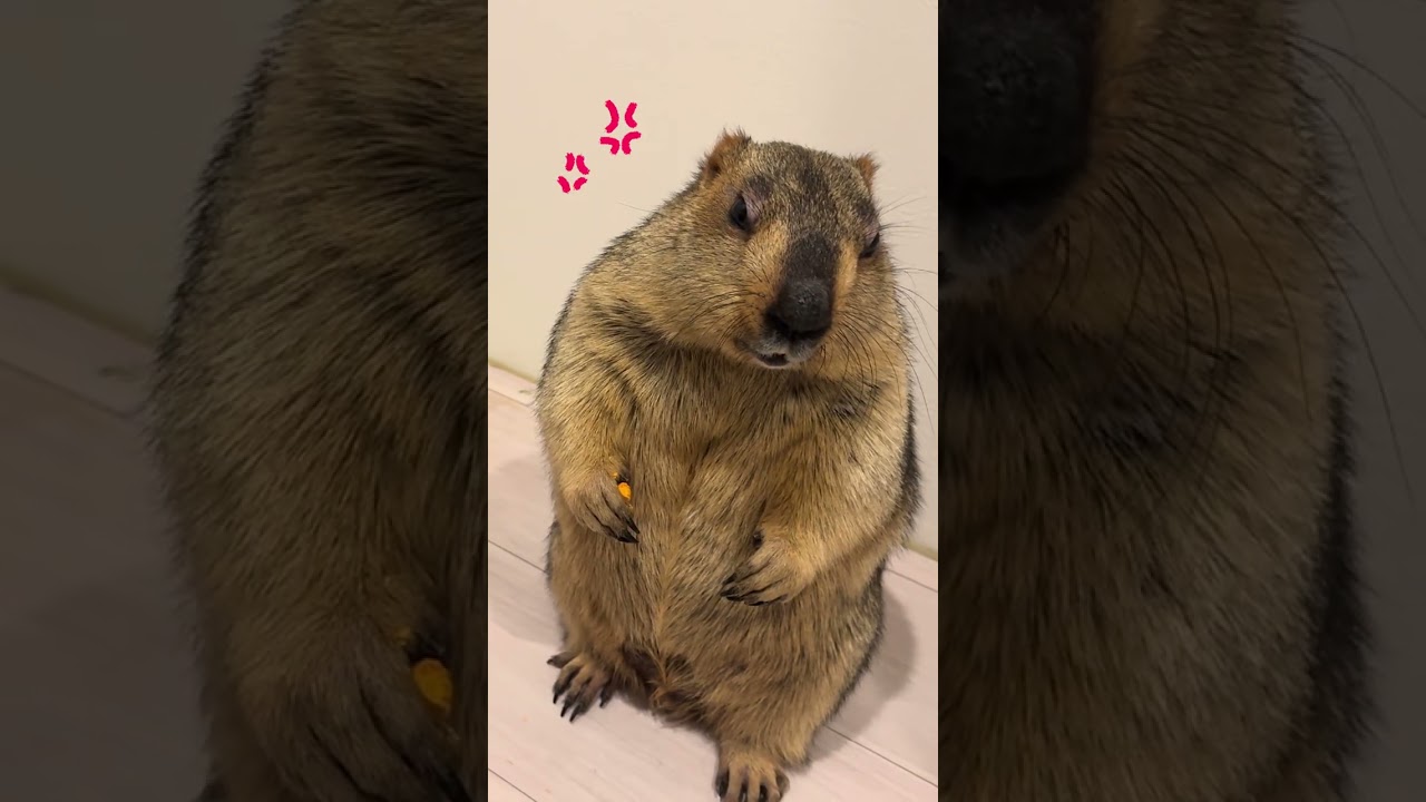 Angry Mamochi #marmot #animals #pets