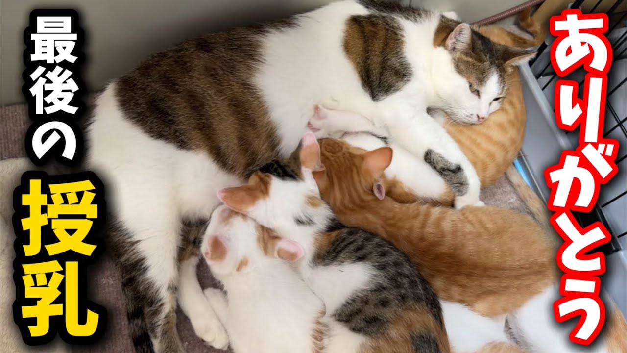 子猫に最後の授乳…子猫とママ猫の永遠のお別れです