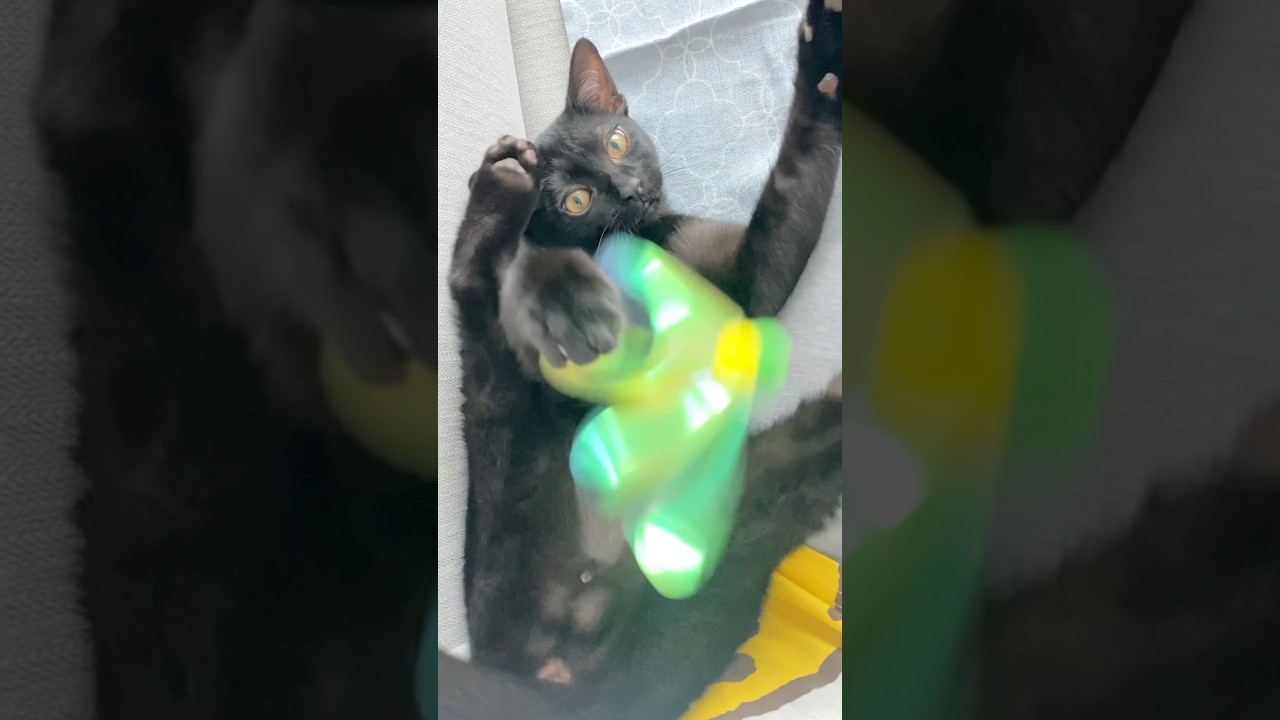 新しいおもちゃに大興奮な子猫　#黒猫 #ボンベイ #cat #bombay #猫のいる暮らし #猫のいる生活 #猫好きさんと繋がりたい #ねこ #猫 #猫動画 #癒やし