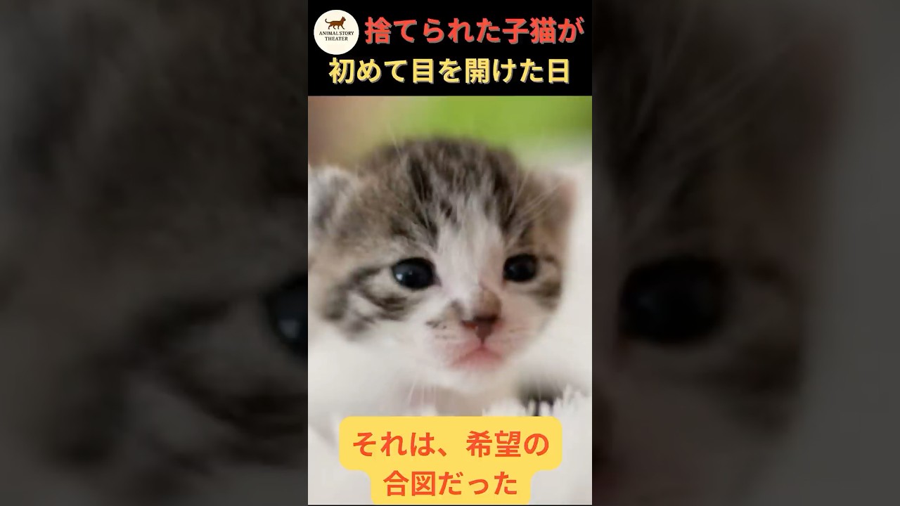 【実話】「捨てられた子猫の奇跡」〜その瞳に宿った希望の光〜 #保護猫 #感動 #奇跡