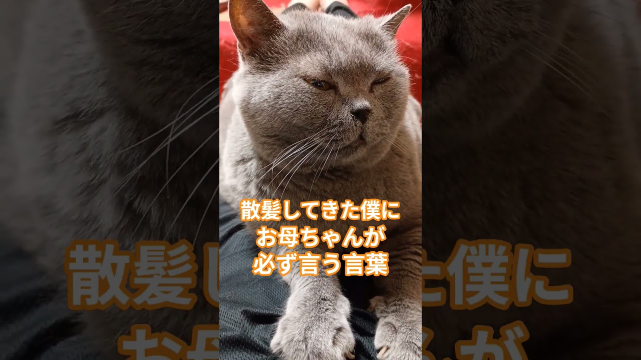 散髪してきた僕にお母ちゃんが必ず言う言葉#shorts #cat #保護猫#猫のいる暮らし #猫好きさんと繋がりたい #ねこ#ブリティッシュショートヘア