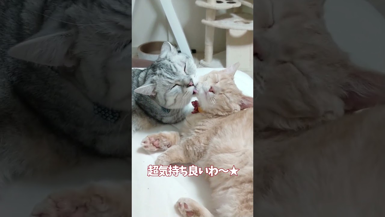 【ぽっちゃん家】愛されうららさん vol.42　#猫 #cat #shorts