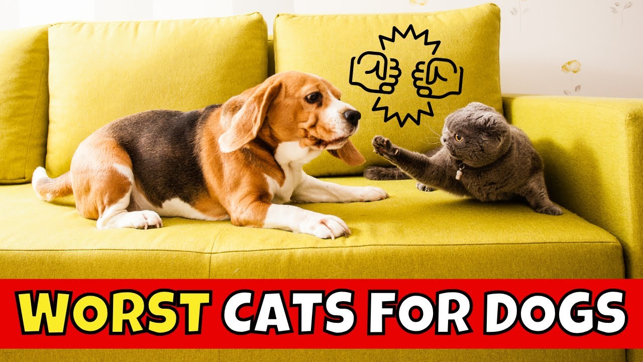 Top 10 Cat Breeds That HATE Dogs (#1 is Shocking)